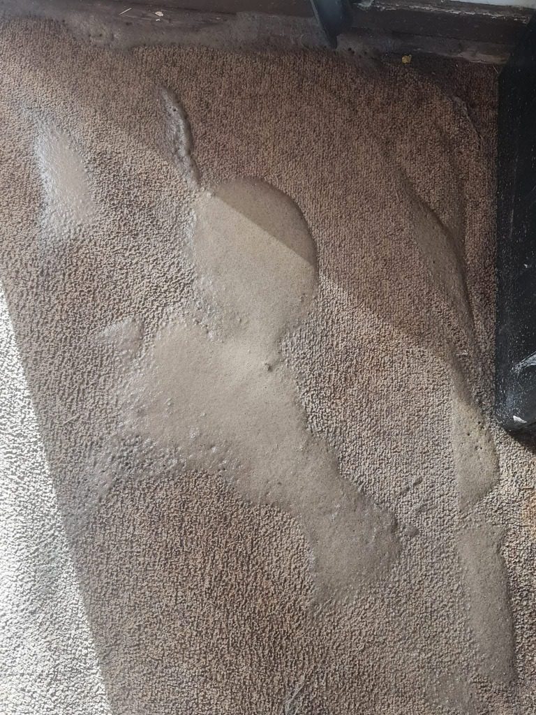 Pre-treatment solution working into a stained carpet in a Pretoria home